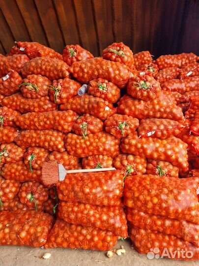 Лук оптом со склада