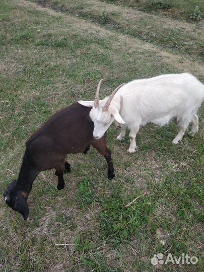 Продам козу дойную