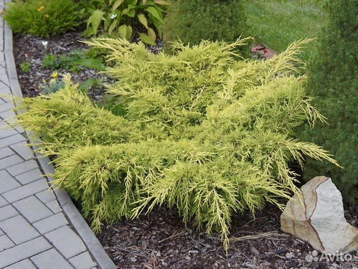 Желтые можжевельники