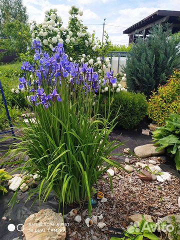 Ирис прудовый