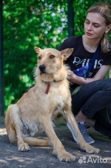 Вуди наш новенький,молоденький,пока испуганный