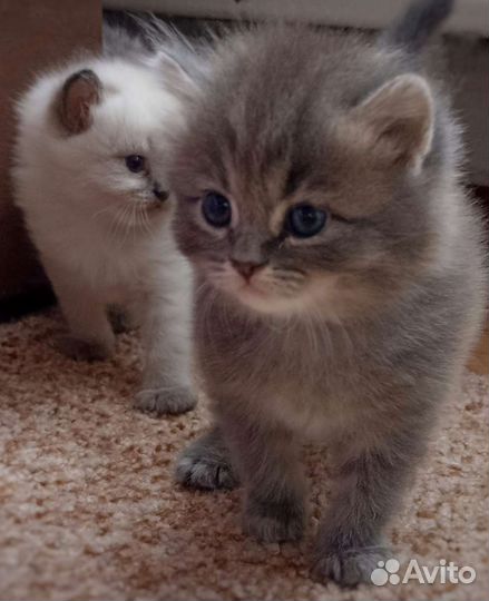 Кошки бесплатно