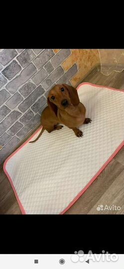 Впитывающие многоразовые пеленки для животных