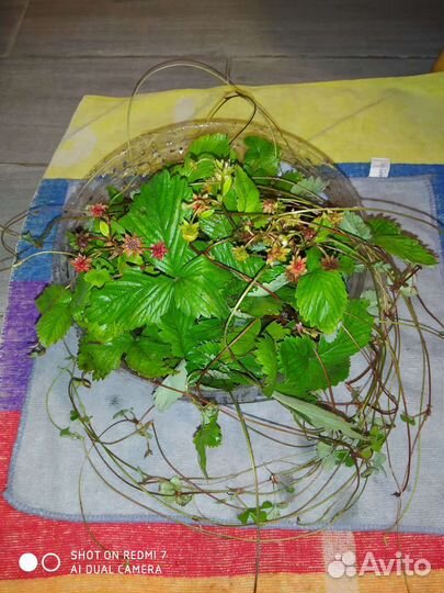 Земляника рассада