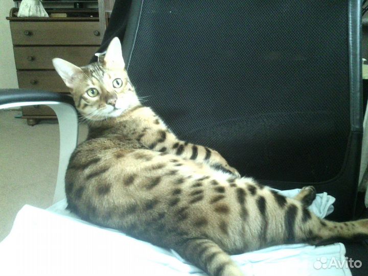 Передержка кошек