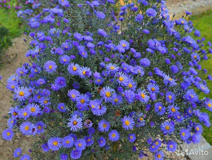 Многолетники для сада