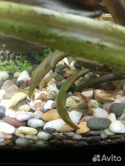 Креветки аквариумные неокаридины