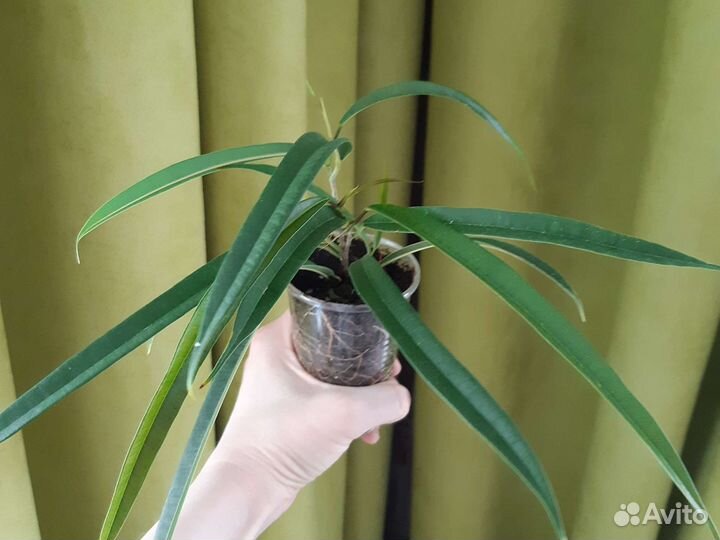 Фикус бенжамина