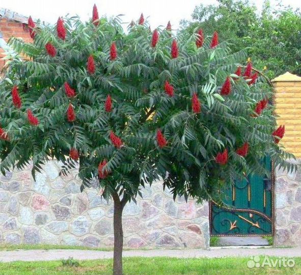 Саженцы сумах