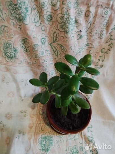 Толстянка(денежное дерево)