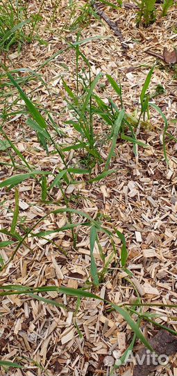 Щепа-мульча. Хвойных пород