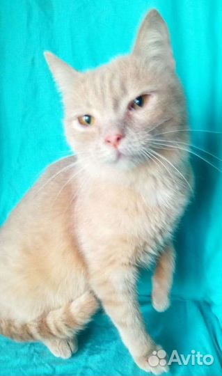 Кошечка в добрые руки