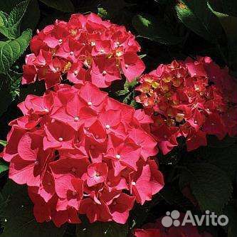 Гортензии более 60 сортов