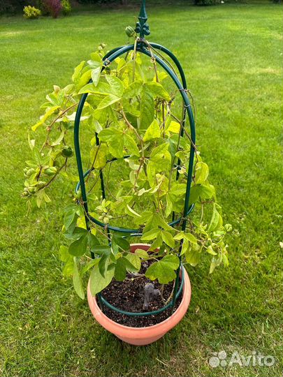 Фикус Амстел Квин Кинг Эластика Пассифлора Пальма