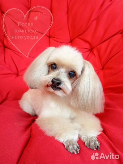 Стрижка собак и кошек, Зоосалон, Груминг