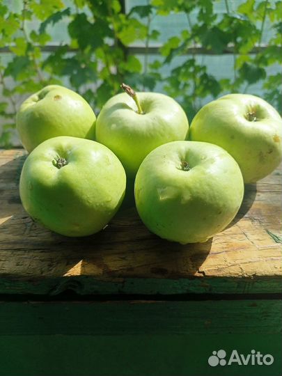 Яблоки зимние