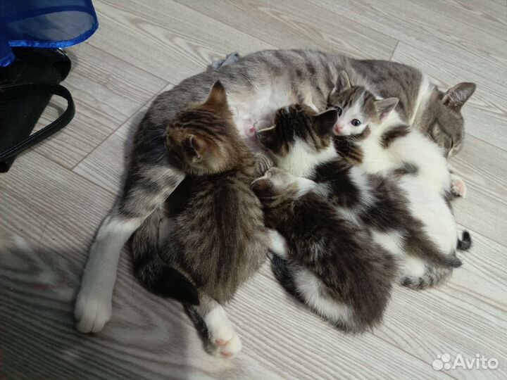 Раздаю котят в добрые заботливые ручки