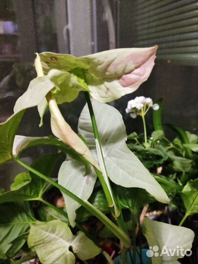 Сингониум Милк конфетти