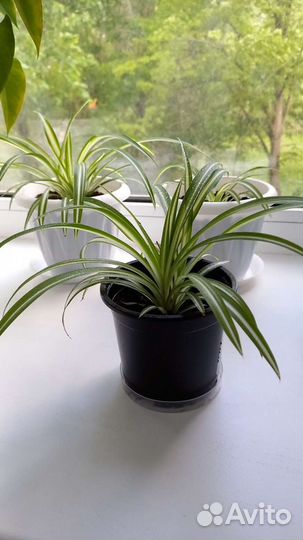 Хлорофитум