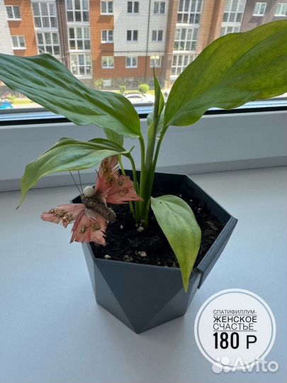 Спатифиллум