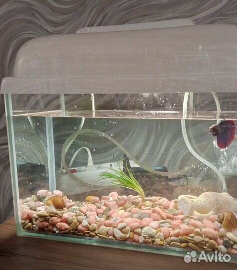 Аквариум 10л