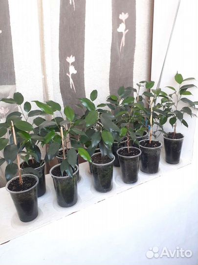 Фикус Бенджамина