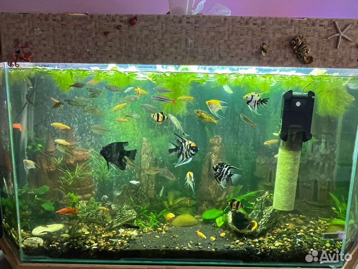 Аквариум в комплекте со всем