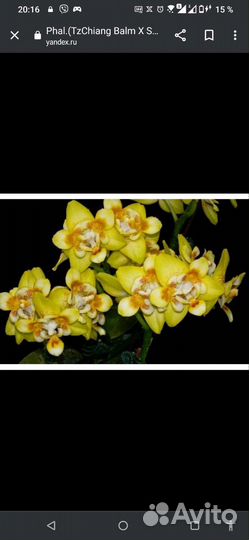 Орхидея Азия