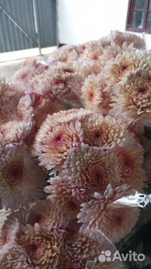 Корни Хризантема