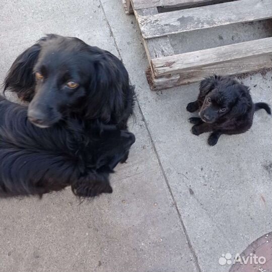 Собаки бесплатно