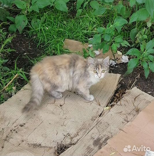 Котенок бесплатно