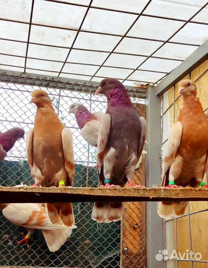 Голуби - бойные и др