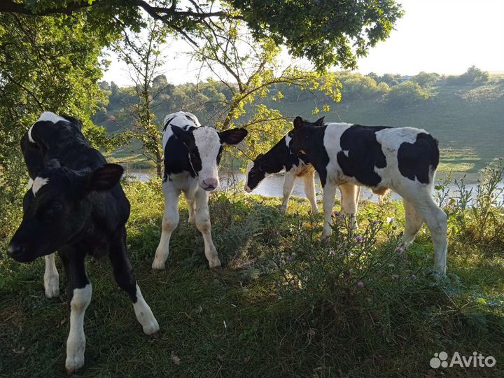 Бычки Элитные