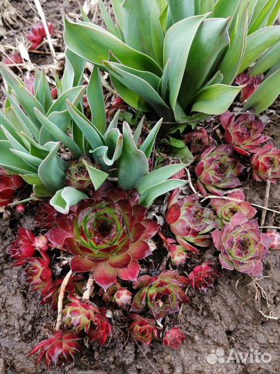 Камнеломка-каменная роза