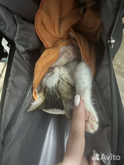 Котенок мальчик в добрые руки