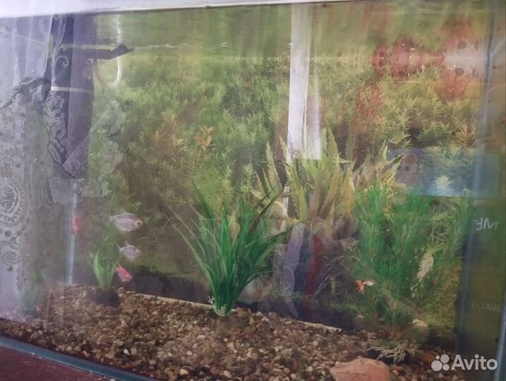 Продам аквариум с рыбками, на 80 литров