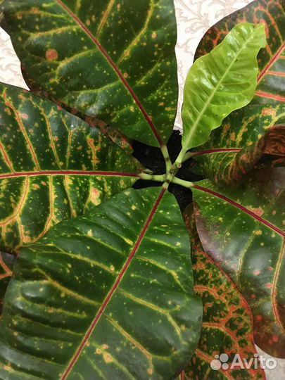 Цветы комнатные кротон