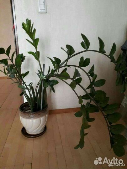 Замиокулькас