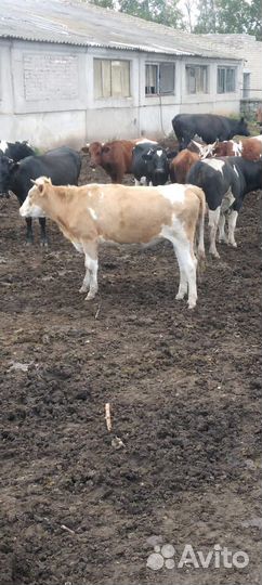 Коровы и телки стельные