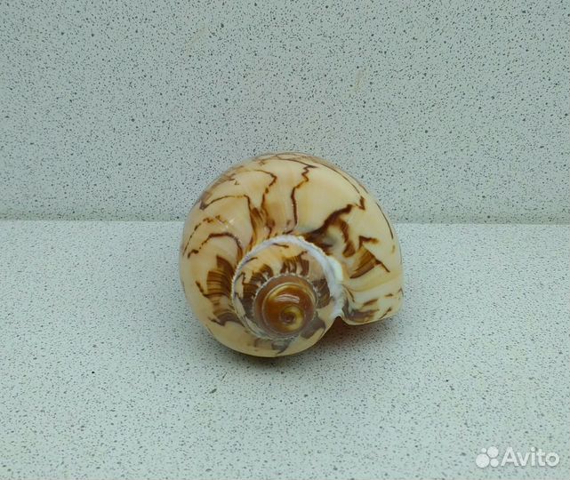 Валюта Нобилис 8,9 морская ракушка раковина