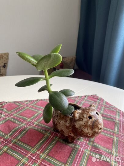 Продам денежное дерево