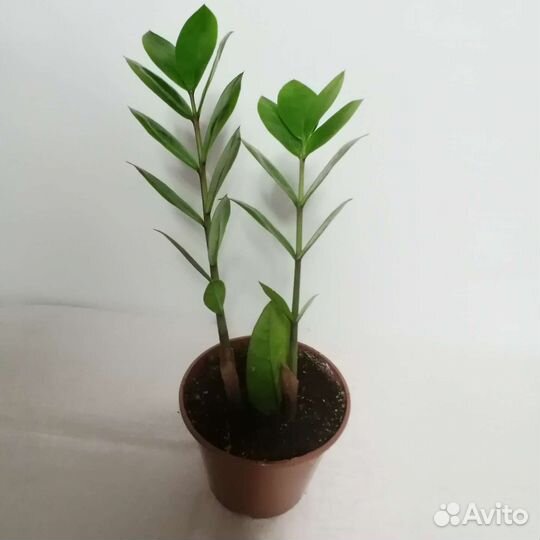 Замиокулькас Зефирансес
