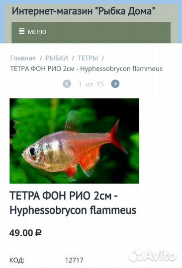 Тетра фон рио Аквариумные рыбки в ассортименте