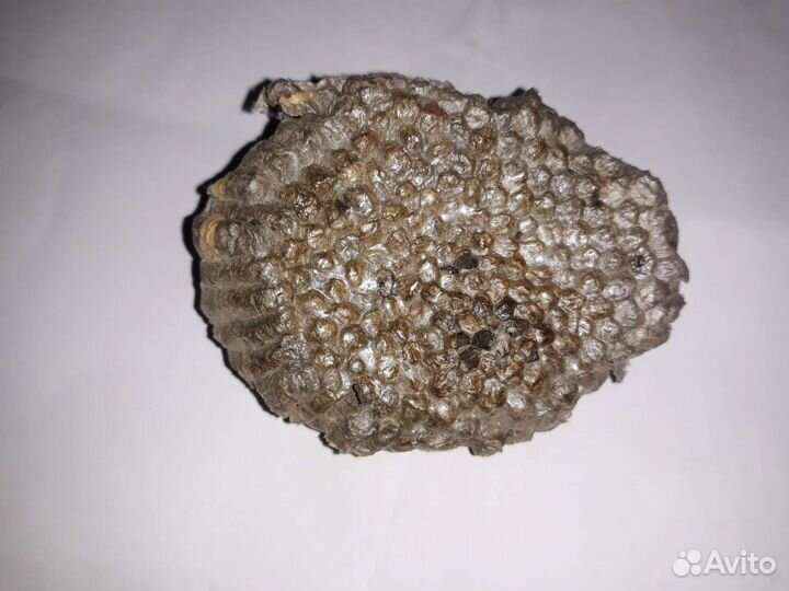 Осиное гнездо