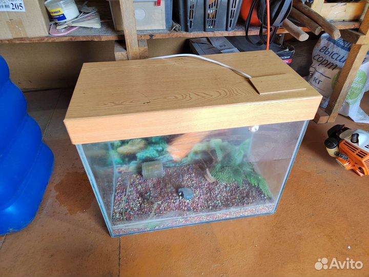 Аквариумные рыбки