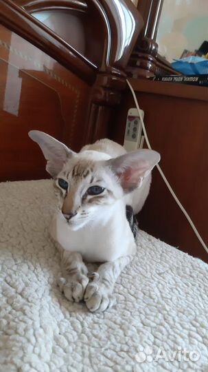 Ориентальные котята