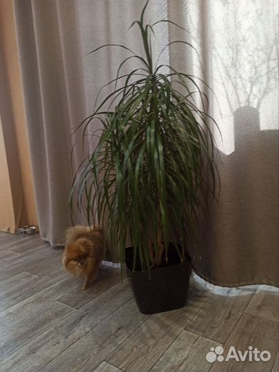 Драцена