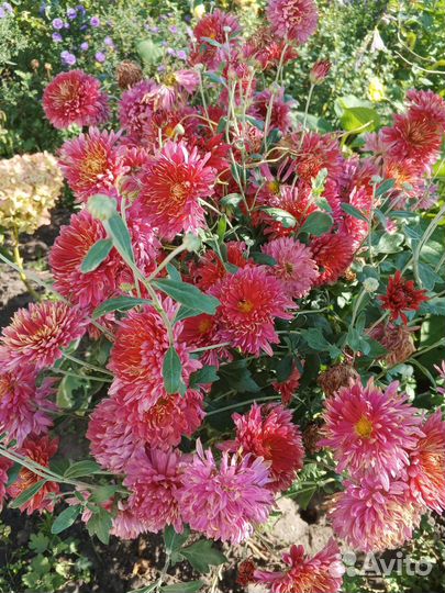 Хризантема корейская