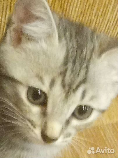 Котенок Бусинка