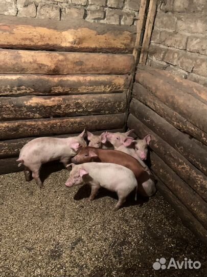 Поросята